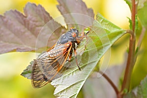 Adult Cicada Climbs on a Leaf