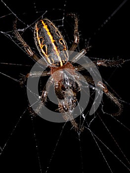 Adult Classic Orbweaver