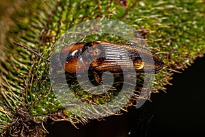 Adult Click Beetle