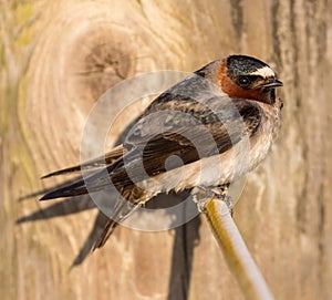 Adult Cliff Swallow perches on wire.