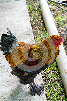 Adult cock on a home farm. Household in the village