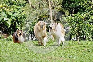 Adult Collies