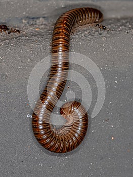 Adult Common Brown Millipede