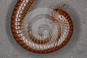 Adult Common Brown Millipede