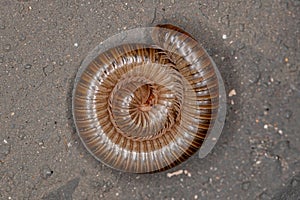 Adult Common Brown Millipede