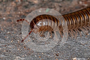 Adult Common Brown Millipede