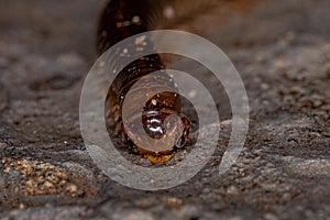 Adult Common Brown Millipede