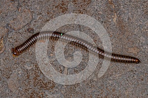 Adult Common Brown Millipede