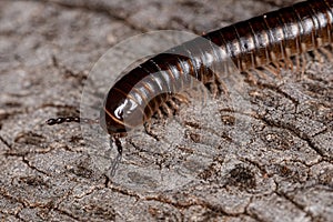 Adult Common Brown Millipede