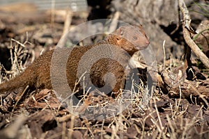 Adult of common dwarf mongoose