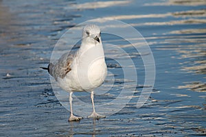 Adult Common gull Larus canus in first winter plumage on ice