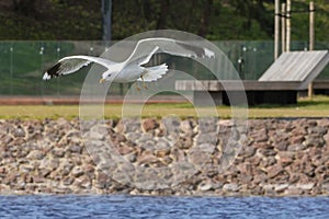 An adult common gull - Larus canus flying with outstretched wings