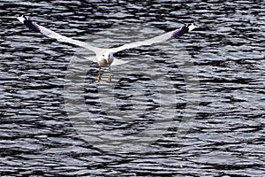 An adult common gull - Larus canus, gliding with outstretched wings