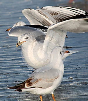 Adult Common gull Larus canus in winter plumage on ice
