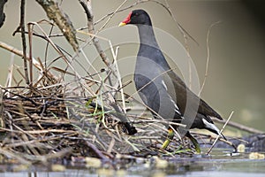 An adult The common moorhen swimming and foraging in a lake in the city of Berlin Germany.
