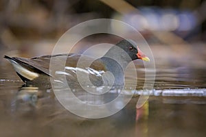 An adult common moorhen swimming in pond