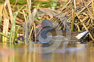 An adult common moorhen swimming in pond