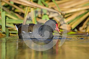 An adult common moorhen swimming in pond