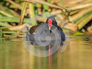 An adult common moorhen swimming in pond