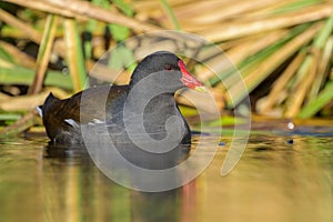 An adult common moorhen swimming in pond