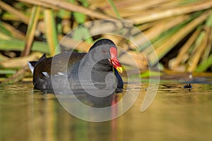 An adult common moorhen swimming in pond