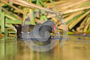 An adult common moorhen swimming in pond