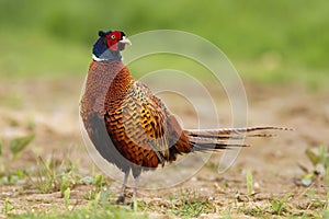 Adult common pheasant, phasianus colchicus, on the spring walk along the field