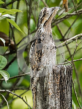 Adult Common Potoo