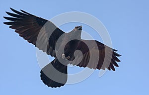 Adult Common Raven hovers in blue sky with stretched wings and tail