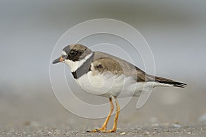 Adult Common Ringed Plover photo