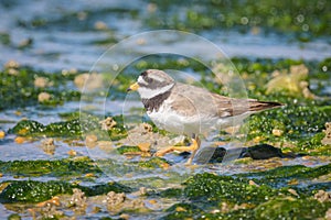 An adult Common Ringed Plover on a beach