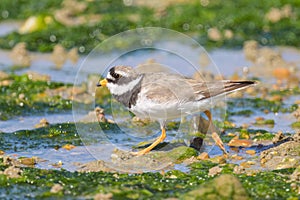 An adult Common Ringed Plover on a beach