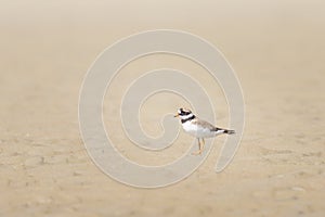 An adult Common Ringed Plover on a sandy beach