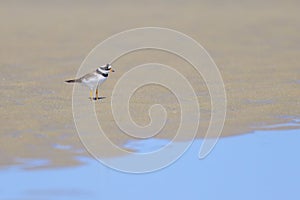 An adult Common Ringed Plover on a sandy beach