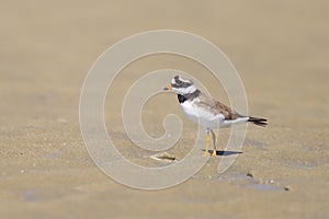 An adult Common Ringed Plover on a sandy beach