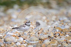 An adult Common Ringed Plover standing on a gravel beach