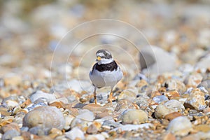 An adult Common Ringed Plover standing on a gravel beach