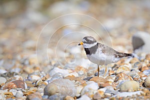 An adult Common Ringed Plover standing on a gravel beach