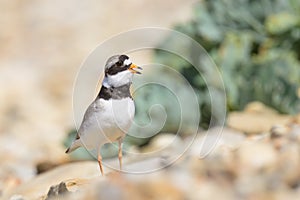 An adult Common Ringed Plover standing on a gravel beach