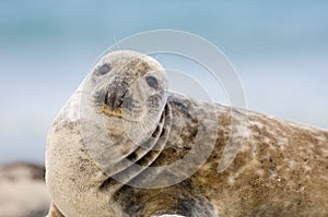 Adult Common Seal