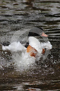 Adult Common Shelduck splashing in the water cleaning her feathers