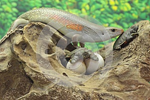 An adult common sun skink is ready to prey on a baby turtle that has just hatched from an egg.