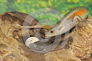 An adult common sun skink is ready to prey on a baby turtle that has just hatched from an egg.