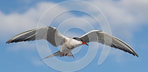 Adult common tern in flight on the blue sky background.