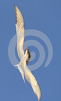 Adult common tern in flight on the blue sky background. Close up, bottom view