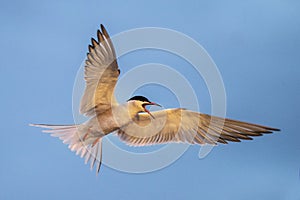 Adult common tern with open beak in flight in sunset light on the blue sky background.