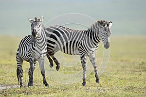Adult Common Zebra's fighting, Ngorongoro Crater, Tanzania