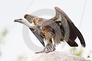 Adult condor photo