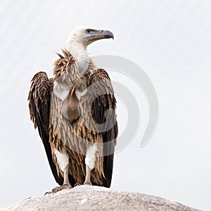 Adult condor photo