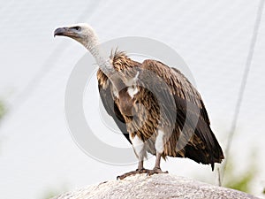 Adult condor photo